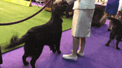 dog show GIF by Westminster Kennel Club