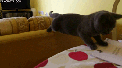 Cats Falls GIF