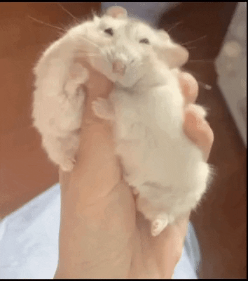 cuteanimalland giphyupload GIF