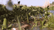 angry teeth GIF by Swamp People