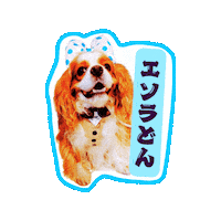 Cavalierkingcharlesspaniel Sticker