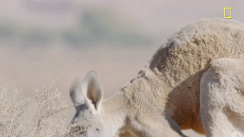nat geo desert GIF by National Geographic Channel