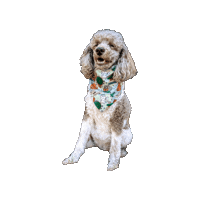Poodle Sticker by Geekster Pets