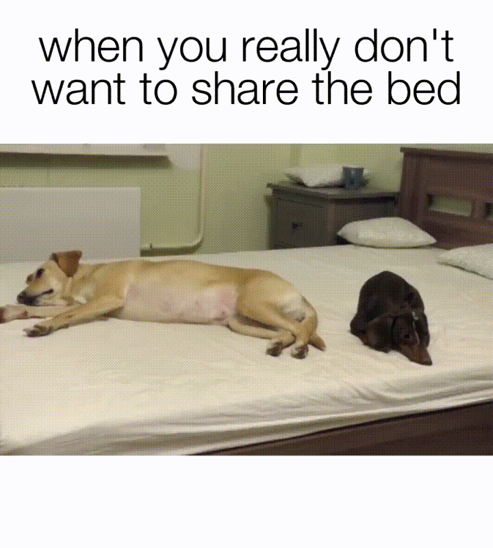 dog gif GIF by JustViral.Net