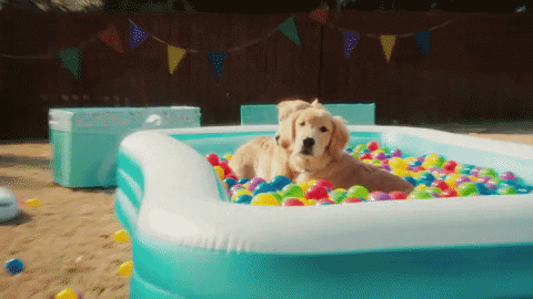 Doggie GIF by T-Pain