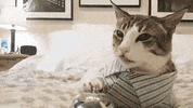 cat morning bell pajamas صباح GIF