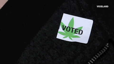 viceland GIF by WEEDIQUETTE