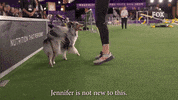 Westminster Dog Show Bee GIF by Westminster Kennel Club