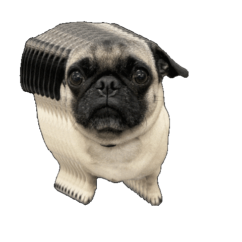 Pug Chico Sticker by Federal First Lending