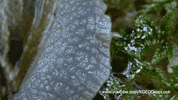snail GIF by PBS Digital Studios