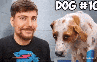 Mr Beast Dog GIF