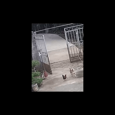 cuteanimalland giphyupload GIF