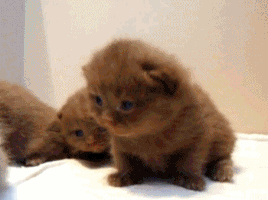 ewok GIF