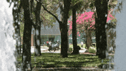 bulls usf GIF by University of South Florida