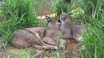 Wild Cats Enjoy Each Other's Company