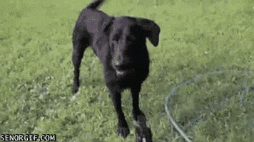 dog water sprinklers GIF by Cheezburger