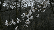 Flowers Rain GIF