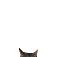 Cat Sticker Sticker
