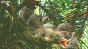 Sing United Kingdom GIF by BBC Earth