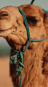 Camel Ok GIF by Carl Music