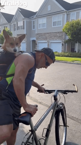Corgi Goes for Bike Ride