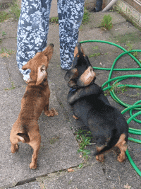 Hot Dog Dogs GIF