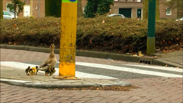 safety ducks GIF