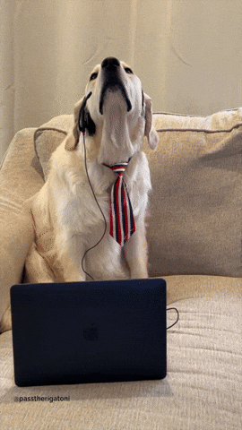 passtherigatoni giphyupload dog work puppy GIF