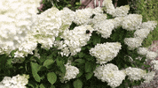 livingcreations flowers bloom blooming hortensia GIF