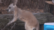 ce414 GIF by truTV’s The Carbonaro Effect