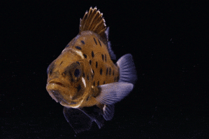 sea bass fish GIF by Monterey Bay Aquarium