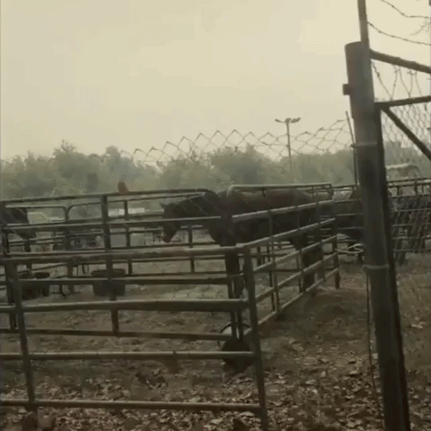 Dozens of Horses Sheltered at California Fairgrounds From Wildfire
