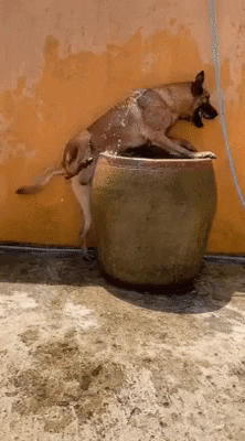 cuteanimalland giphyupload GIF