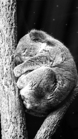 woodenboxlwp giphyupload koala koalas koalabear GIF
