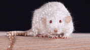 chuber rat white rat sparkle rat twinkle rat GIF
