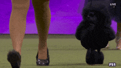Dogs GIF by Westminster Kennel Club