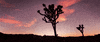 time lapse desert GIF by Pearl Lion