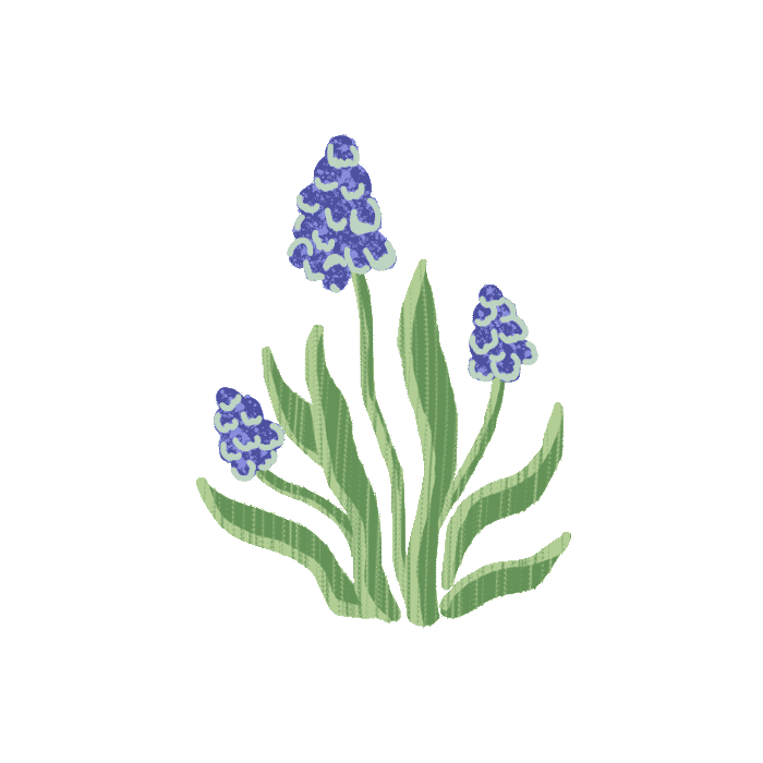 Grape Hyacinth Sticker