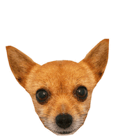 Queen Chihuahua Sticker by WDNK
