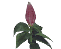 Iadoreyou Adore Sticker by Marie Noreger