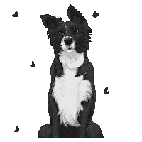 Border Collie Dog Sticker