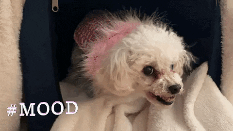 Video gif. An angry white toy poodle snarls and snaps its teeth. Text, "#mood."