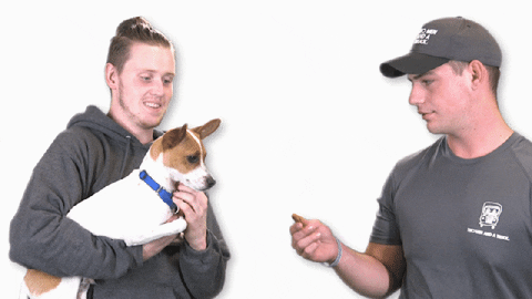 Dog Moving GIF by TWO MEN AND A TRUCK®
