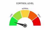 Cortisol GIF