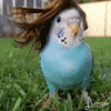 Bird GIF