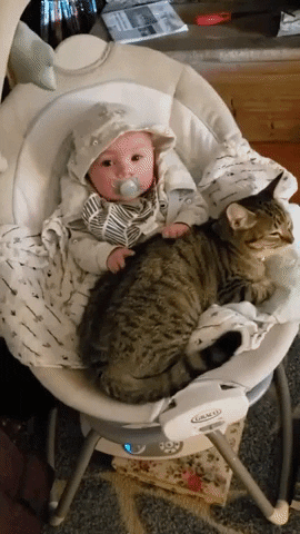 cuteanimalland giphyupload GIF