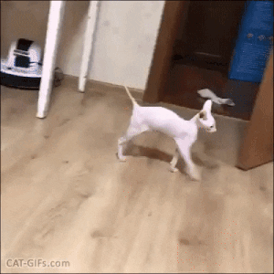 GifsWorldOfficial giphyupload GIF