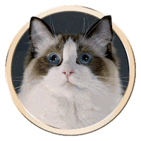 Licking Cat Food Sticker by Sheba Official