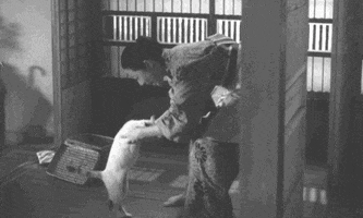the criterion collection cat GIF by Fandor