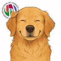 Dog Upa GIF by upafoundation
